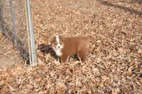 AKC KODA Red Tri MALE, a male Australian Shepherd for sale in Pittsburg, TX – Photo 2 of 10