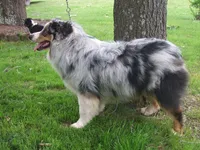 AKC KODA Red Tri MALE, a male Australian Shepherd for sale in Pittsburg, TX – Photo 10 of 10