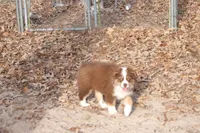 AKC KODA Red Tri MALE, a male Australian Shepherd for sale in Pittsburg, TX – Photo 1 of 10
