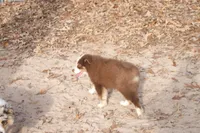 AKC KODA Red Tri MALE, a male Australian Shepherd for sale in Pittsburg, TX – Photo 7 of 10