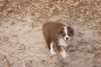 AKC KODA Red Tri MALE, a male Australian Shepherd for sale in Pittsburg, TX – Photo 6 of 10