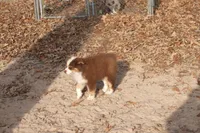 AKC KODA Red Tri MALE, a male Australian Shepherd for sale in Pittsburg, TX – Photo 5 of 10