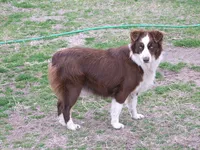 AKC KODA Red Tri MALE, a male Australian Shepherd for sale in Pittsburg, TX – Photo 9 of 10