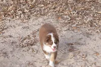 AKC KODA Red Tri MALE, a male Australian Shepherd for sale in Pittsburg, TX – Photo 3 of 10