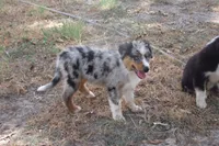 AKC BELLA - BLUE MERLE FEMALE , a female Australian Shepherd for sale in Pittsburg, TX – 2 of 9