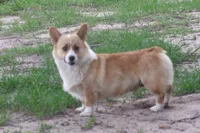 AKC - Female Corgi, a female Pembroke Welsh Corgi for sale in Pittsburg, TX – 8 of 9