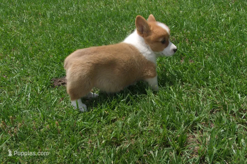 BUTTON AKC FEMALE – Pembroke Welsh Corgi puppy for sale in Pittsburg, TX