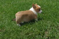 BUTTON AKC FEMALE, a female Pembroke Welsh Corgi for sale in Pittsburg, TX – 1 of 7