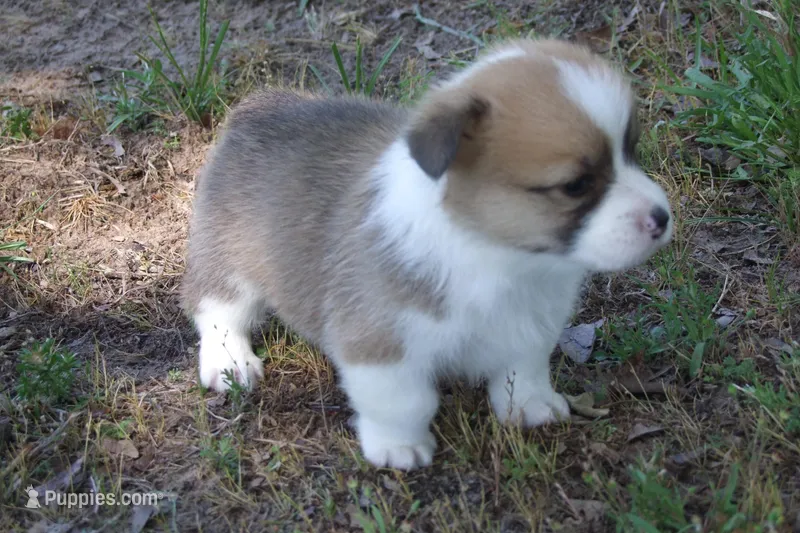 TUCK FULL AKC MALE – Pembroke Welsh Corgi puppy on hold in Pittsburg, TX