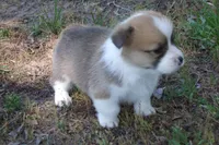 TUCK FULL AKC MALE, a male Pembroke Welsh Corgi for sale in Pittsburg, TX – Photo 1 of 9