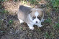 TUCK FULL AKC MALE, a male Pembroke Welsh Corgi for sale in Pittsburg, TX – Photo 5 of 9