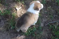 TUCK FULL AKC MALE, a male Pembroke Welsh Corgi for sale in Pittsburg, TX – Photo 7 of 9