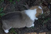 TUCK FULL AKC MALE, a male Pembroke Welsh Corgi for sale in Pittsburg, TX – Photo 9 of 9