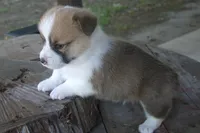 TUCK FULL AKC MALE, a male Pembroke Welsh Corgi for sale in Pittsburg, TX – Photo 2 of 9