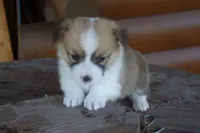 TUCK FULL AKC MALE, a male Pembroke Welsh Corgi for sale in Pittsburg, TX – Photo 3 of 9