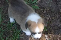 TUCK FULL AKC MALE, a male Pembroke Welsh Corgi for sale in Pittsburg, TX – Photo 8 of 9