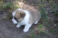 TUCK FULL AKC MALE, a male Pembroke Welsh Corgi for sale in Pittsburg, TX – Photo 6 of 9