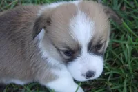 TUCK FULL AKC MALE, a male Pembroke Welsh Corgi for sale in Pittsburg, TX – Photo 4 of 9