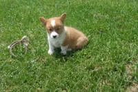 BUTTON AKC FEMALE, a female Pembroke Welsh Corgi for sale in Pittsburg, TX – 4 of 7