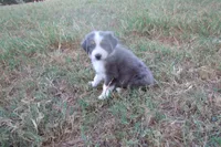AKC Adrian - BLUE MERLE FEMALE , a female Australian Shepherd for sale in Pittsburg, TX – 2 of 8
