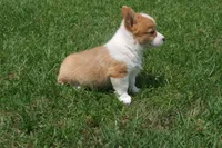 BUTTON AKC FEMALE, a female Pembroke Welsh Corgi for sale in Pittsburg, TX – 3 of 7