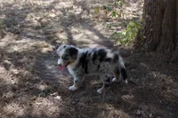 AKC Koda - Blue Merle Male, a male Australian Shepherd for sale in Pittsburg, TX – 5 of 9