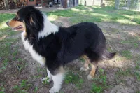 AKC Blue Merle Male Koda, a male Australian Shepherd for sale in Pittsburg, TX – Photo 9 of 10