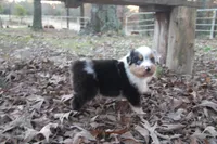 AKC Blue Merle Male Koda, a male Australian Shepherd for sale in Pittsburg, TX – Photo 4 of 10