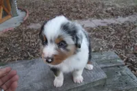 AKC Blue Merle Male Koda, a male Australian Shepherd for sale in Pittsburg, TX – Photo 7 of 10