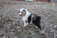 AKC Blue Merle Male Koda, a male Australian Shepherd for sale in Pittsburg, TX – Photo 2 of 10
