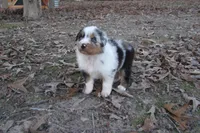 AKC Blue Merle Male Koda, a male Australian Shepherd for sale in Pittsburg, TX – Photo 6 of 10