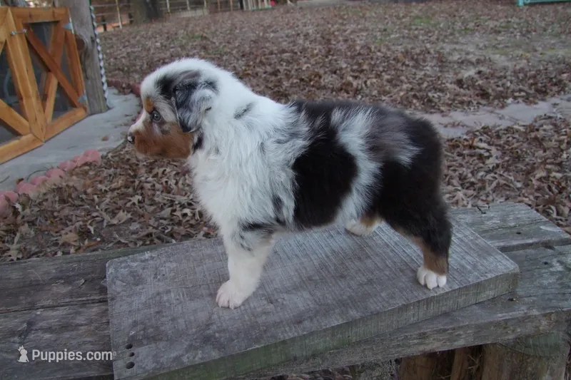 AKC Blue Merle Male Koda, a male Australian Shepherd for sale in Pittsburg, TX – Photo 1 of 10