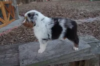 AKC Blue Merle Male Koda, a male Australian Shepherd for sale in Pittsburg, TX – Photo 1 of 10