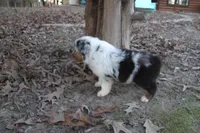 AKC Blue Merle Male Koda, a male Australian Shepherd for sale in Pittsburg, TX – Photo 8 of 10