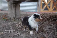 AKC Blue Merle Male Koda, a male Australian Shepherd for sale in Pittsburg, TX – Photo 5 of 10