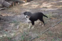 AKC BLACK TRI FEMALE , a female Australian Shepherd for sale in Pittsburg, TX – 4 of 7