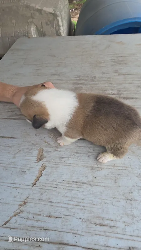 Tucker AKC – Pembroke Welsh Corgi puppy for sale in Pittsburg, TX