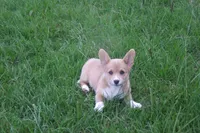 AKC Button, a female Pembroke Welsh Corgi for sale in Pittsburg, TX – 9 of 10