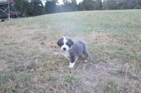 AKC Adrian - BLUE MERLE FEMALE , a female Australian Shepherd for sale in Pittsburg, TX – 5 of 8