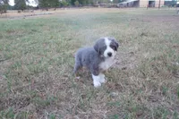 AKC Adrian - BLUE MERLE FEMALE , a female Australian Shepherd for sale in Pittsburg, TX – 7 of 8