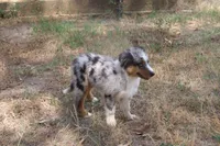 AKC BELLA - BLUE MERLE FEMALE , a female Australian Shepherd for sale in Pittsburg, TX – 8 of 9
