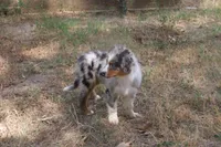 AKC BELLA - BLUE MERLE FEMALE , a female Australian Shepherd for sale in Pittsburg, TX – 1 of 9