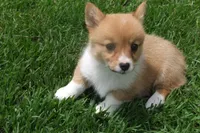 BUTTON AKC FEMALE, a female Pembroke Welsh Corgi for sale in Pittsburg, TX – 4 of 6