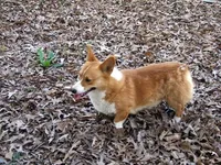 AKC Red Male, a male Pembroke Welsh Corgi for sale in Pittsburg, TX – Photo 5 of 6