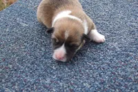 AKC Red Male, a male Pembroke Welsh Corgi for sale in Pittsburg, TX – Photo 1 of 6