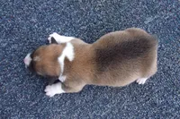 AKC Red Male, a male Pembroke Welsh Corgi for sale in Pittsburg, TX – Photo 2 of 6