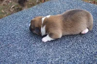 AKC Red Male, a male Pembroke Welsh Corgi for sale in Pittsburg, TX – Photo 4 of 6