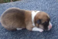 AKC Red Male, a male Pembroke Welsh Corgi for sale in Pittsburg, TX – Photo 3 of 6