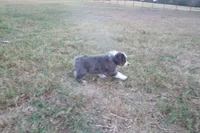 AKC Adrian - BLUE MERLE FEMALE , a female Australian Shepherd for sale in Pittsburg, TX – 4 of 8