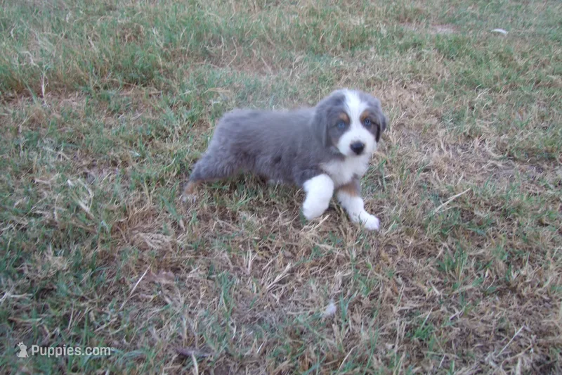 AKC Adrian - BLUE MERLE FEMALE  – Australian Shepherd puppy for sale in Pittsburg, TX